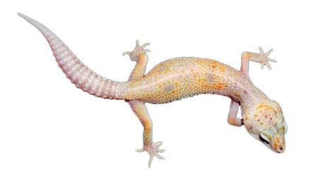 Creamsicle Leopard Gecko