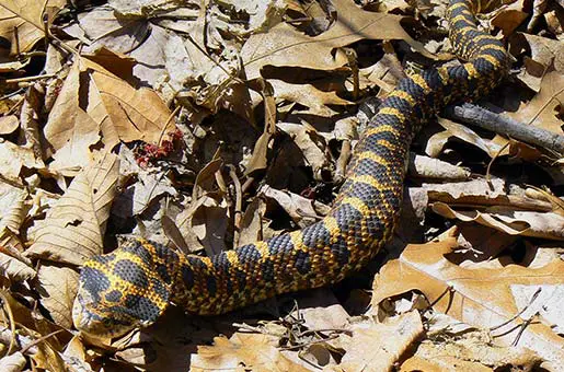 Eastern hognose snake crawling on dry leaves