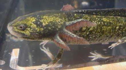 Enigma axolotl