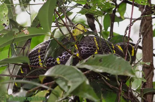 mangrove snake on tree