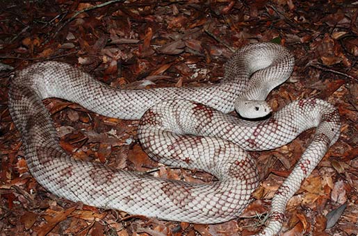 pine snake on dry leaves