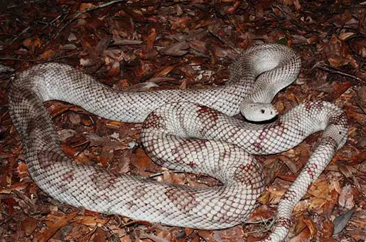 pine snake on dry leaves