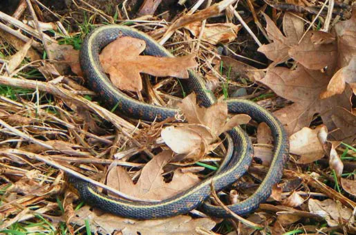 Plains garter snake moving about on dry leaves