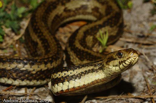 salt marsh snake
