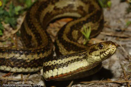 salt marsh snake