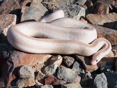 San Flipe Hypo rosy boa