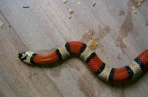 home grown scarlet kingsnake