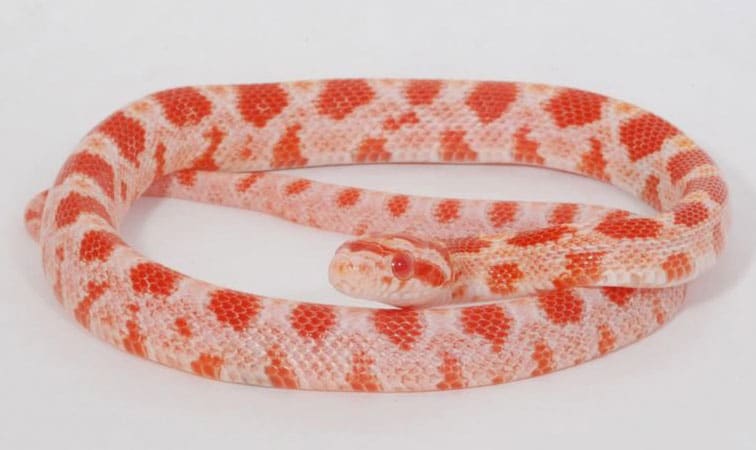 Strawberry Amel Corn Snake