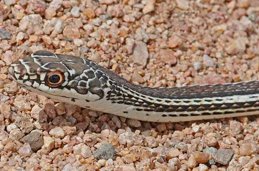 striped racer snake on snake