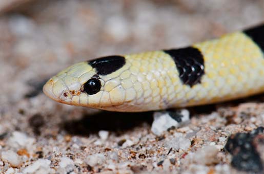 Western Shovelnose Snake