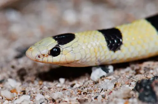 Western Shovelnose Snake