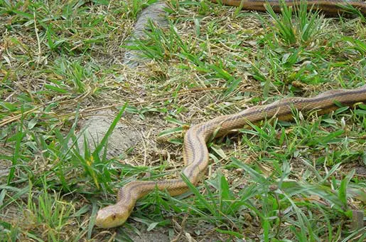 yellow rat snake moving in the grass