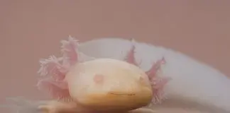 axolotl cool facts