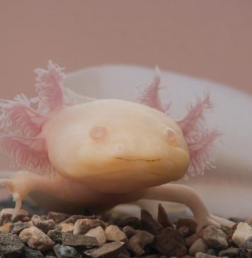 axolotl cool facts