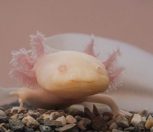 axolotl cool facts