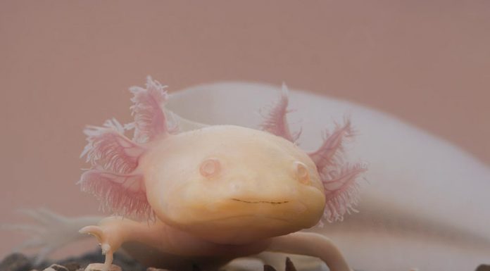 axolotl cool facts