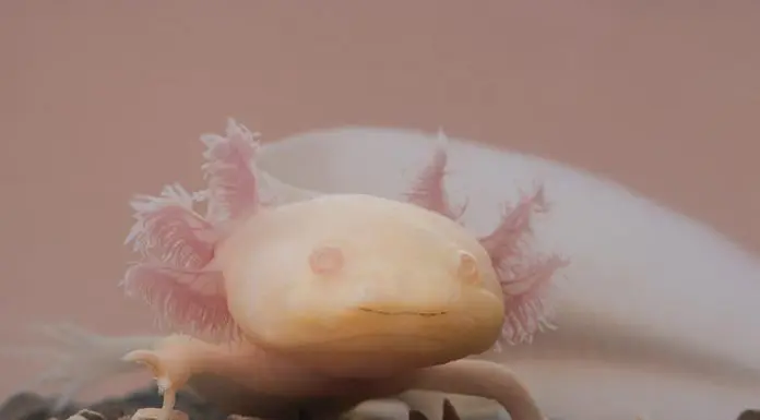 axolotl cool facts