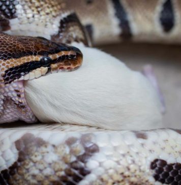 ball python eating