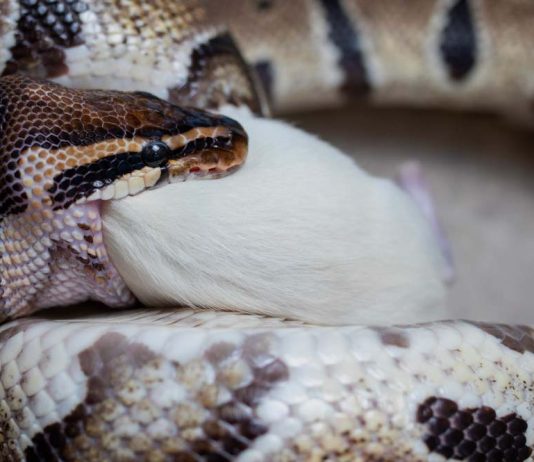 ball python eating