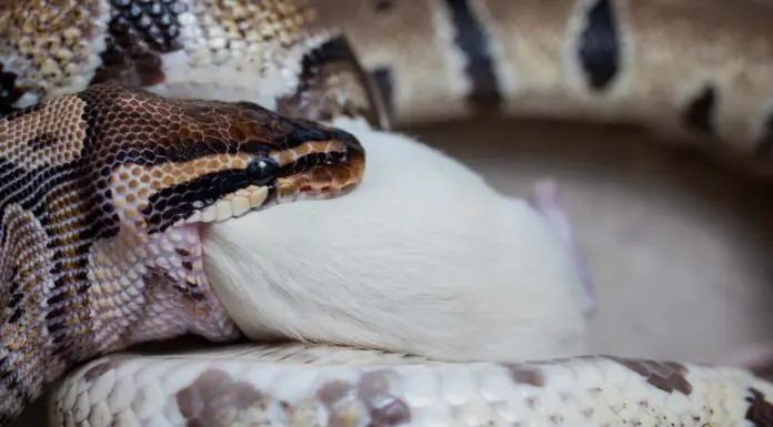 ball python eating