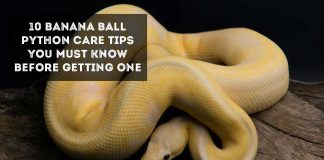 banana ball python on branch