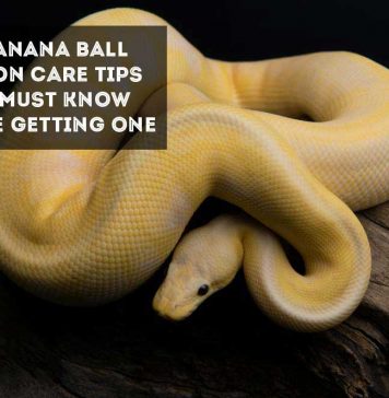 banana ball python on branch