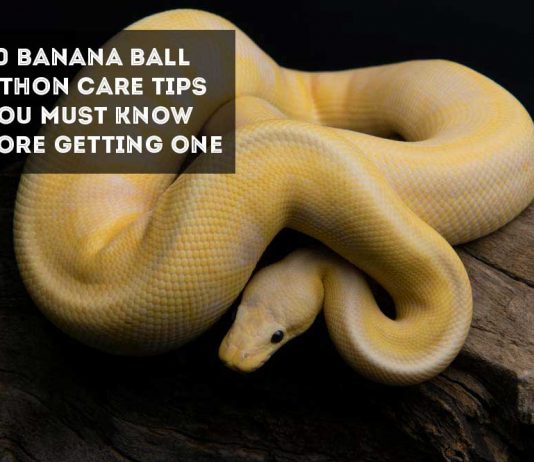 banana ball python on branch