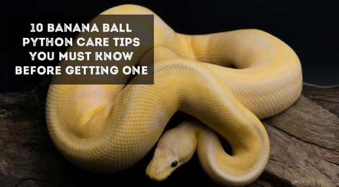banana ball python on branch