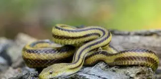 Black and yellow snake on rock