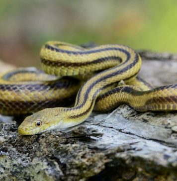 Black and yellow snake on rock