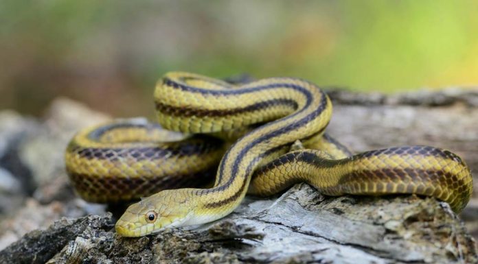 Black and yellow snake on rock