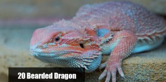 common to rare bearded dragon morphs