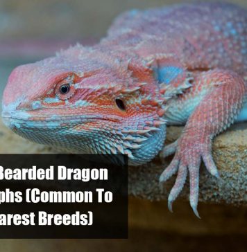 common to rare bearded dragon morphs