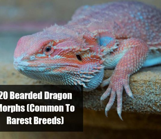 common to rare bearded dragon morphs