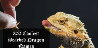 cool bearded dragon names