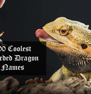 cool bearded dragon names