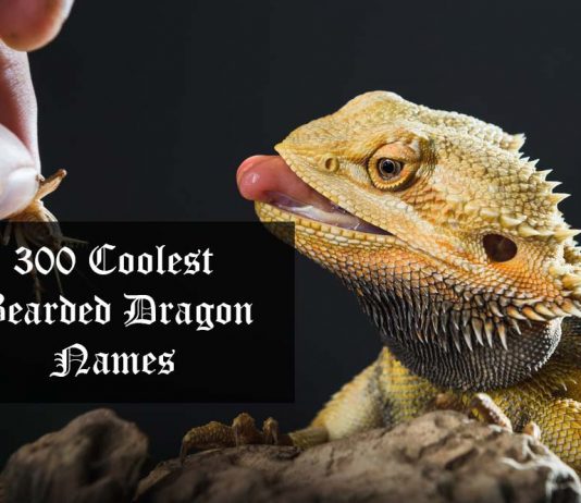 300 Cool & Cute Female and Male Bearded Dragon Names cool bearded dragon names