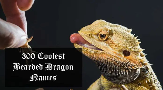 cool bearded dragon names