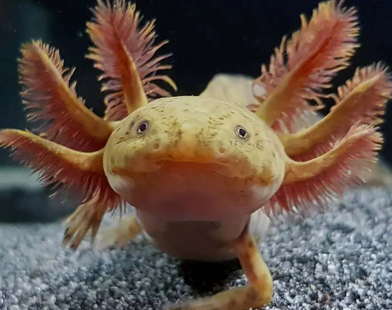 copper axolotl