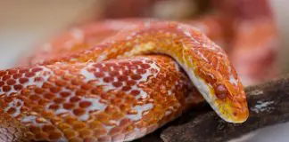corn snake chilling on branch