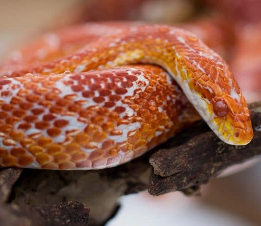 corn snake chilling on branch