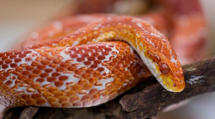 corn snake chilling on branch