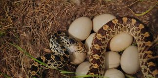 egg eating snake eating egg
