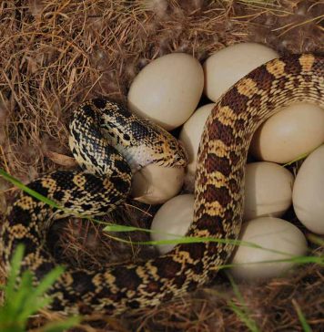 egg eating snake eating egg