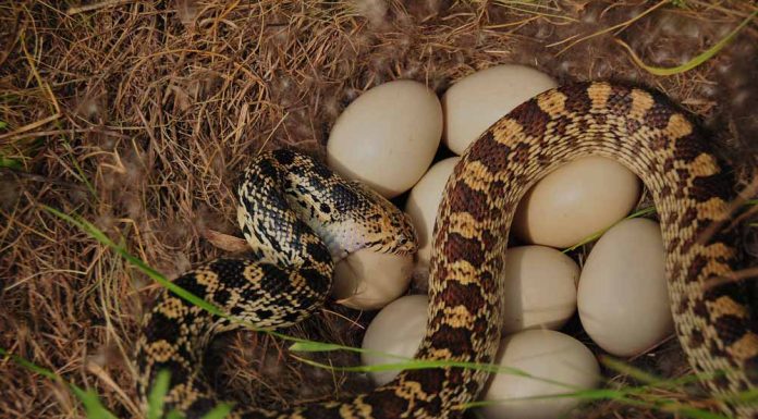 egg eating snake eating egg