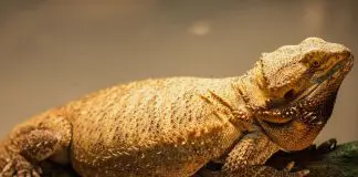 lazy fat beard dragon