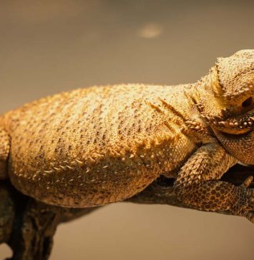 lazy fat beard dragon