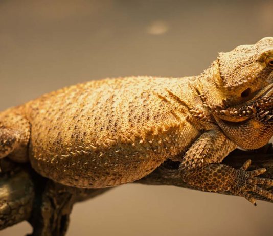 lazy fat beard dragon