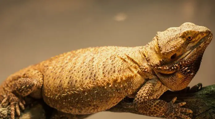 lazy fat beard dragon