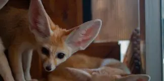 cute fennec fox